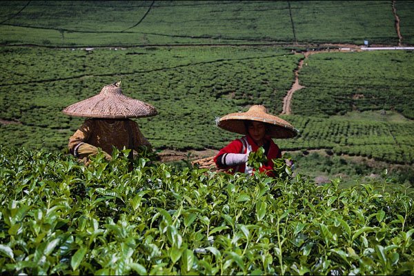 802049 Tea Pickers, Java, Indonesia A4 Photo Print
