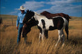 802050 Cowboy Checking Colt A4 Photo Print