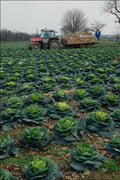 802051 Cabbages Growing A4 Photo Print