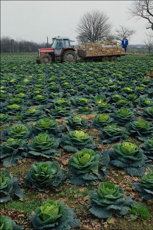 802051 Cabbages Growing A4 Photo Print