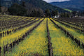 802052 Vineyard In Spring With Mustard, Napa Valley, California, U.S.A. A4 Photo Print