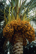 802053 Plenty Of Dates In Their Yellow Dress A4 Photo Print