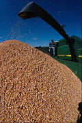 802060 Vince, A Contract Corn Picker, Unloads Corn Into A Wagon A4 Photo Print