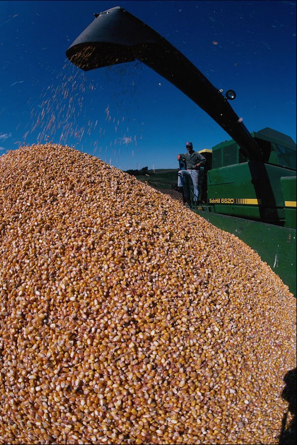 802060 Vince, A Contract Corn Picker, Unloads Corn Into A Wagon A4 Photo Print