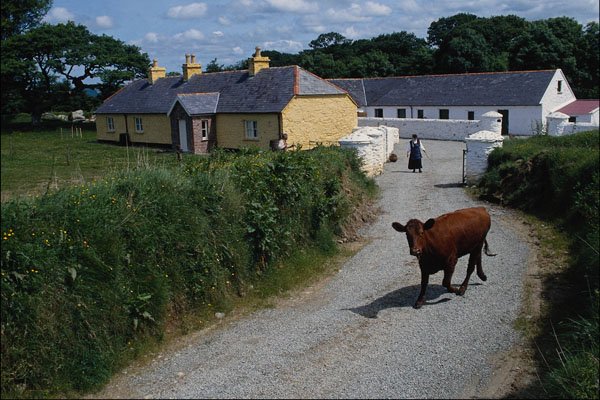 802063 Bull Calf On The Run, Ireland A4 Photo Print