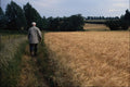 802065 Barley Field, Suffolk, England, U.K. A4 Photo Print