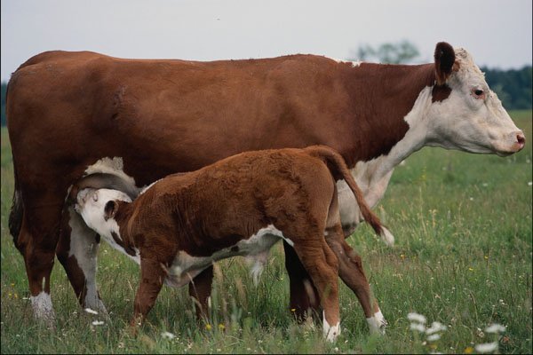 802066 Hereford Cow And Calf Nursing A4 Photo Print
