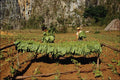 802067 Tobacco Workers, Cuba A4 Photo Print
