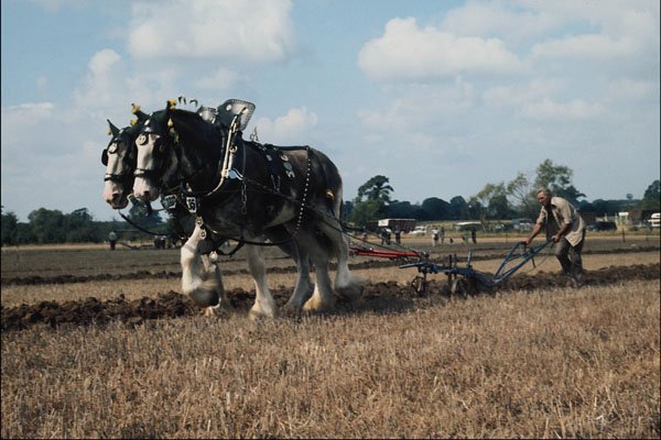 802070 Heavy Horses Ploughing, Wincanton, England, U.K. A4 Photo Print