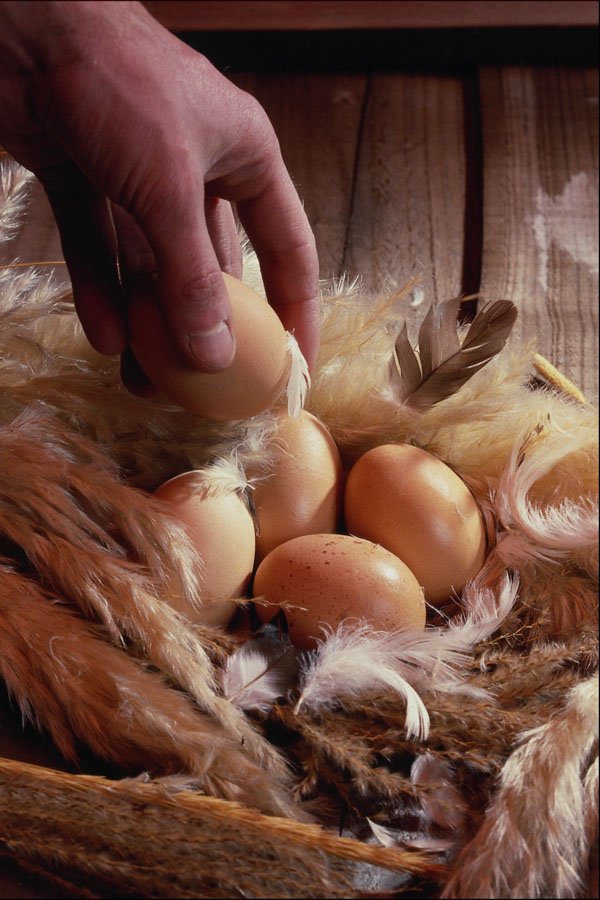 802071 Clutch Of Eggs A4 Photo Print