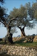 802073 Olive Terraces, Mallorca, Spain A4 Photo Print