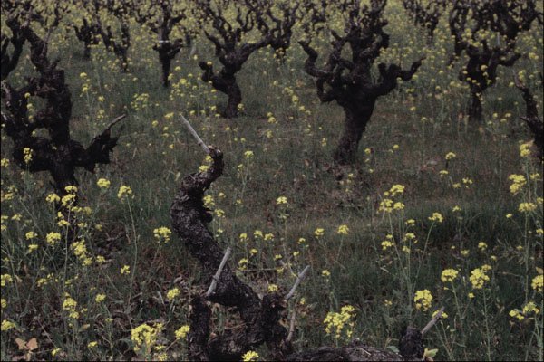 802075 Mustard And Vineyard, Sonoma County, California, U.S.A. A4 Photo Print