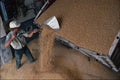 802076 Cody Unloads Grain Into An Elevator In Waverly, Iowa, U.S.A. A4 Photo Print