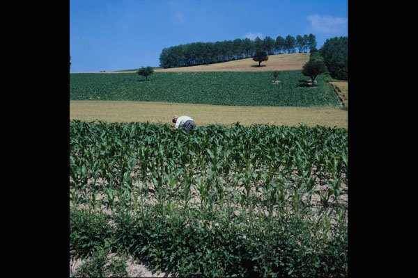 802078 Montferrato Hills, Corn Fields, Asti, Italy A4 Photo Print