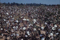 802080 Cotton Field, Alabama, U.S.A. A4 Photo Print
