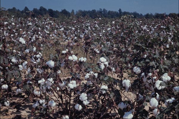 802080 Cotton Field, Alabama, U.S.A. A4 Photo Print