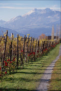 802081 Vineyard, Vaduz, Liechtenstein A4 Photo Print