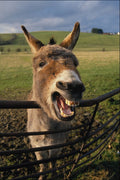 802082 Laughing Donkey A4 Photo Print