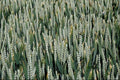 802083 Linseed A4 Photo Print