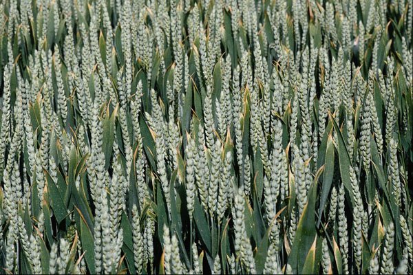 802083 Linseed A4 Photo Print