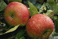 802084 Bramley Apples A4 Photo Print