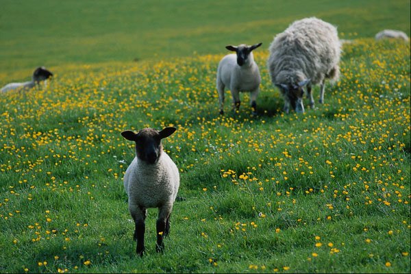 802085 Ewe And Lambs In Meadow, Yorkshire Dales, England, U.K. A4 Photo Print