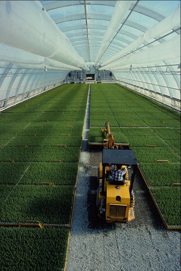 802088 Forestry Resources Greenhouse A4 Photo Print