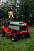 802089 Beagle On Garden Tractor A4 Photo Print
