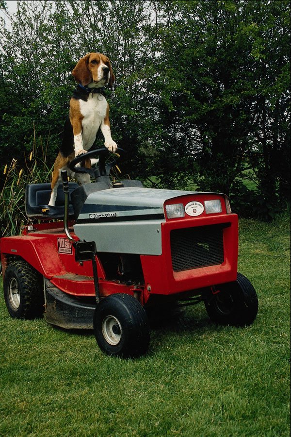 802089 Beagle On Garden Tractor A4 Photo Print