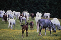 802091 Lipizzaner Horses At Piber, Styria, Austria A4 Photo Print