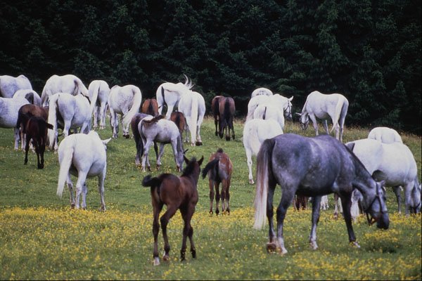 802091 Lipizzaner Horses At Piber, Styria, Austria A4 Photo Print