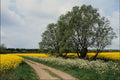 802093 Rape Oil Seed Field A4 Photo Print
