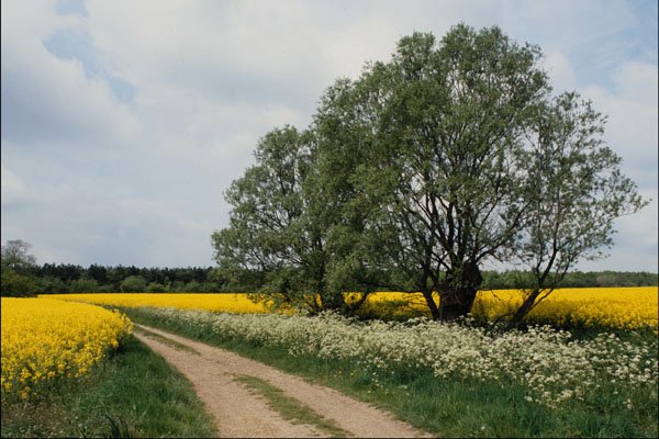 802093 Rape Oil Seed Field A4 Photo Print