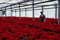802095 30,000 Poinsettias A4 Photo Print