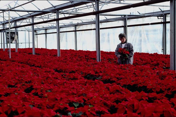 802095 30,000 Poinsettias A4 Photo Print