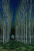 802096 Plantation Trees For Matchsticks A4 Photo Print