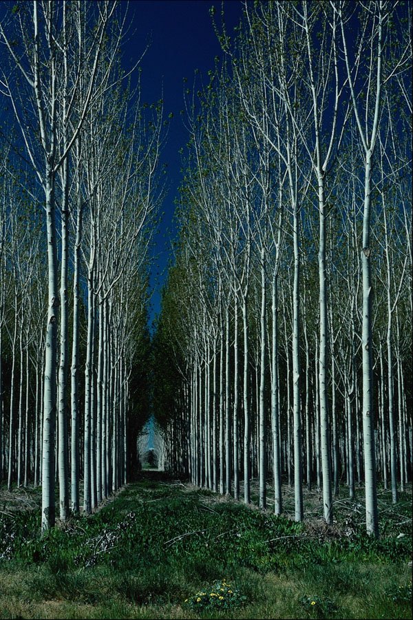 802096 Plantation Trees For Matchsticks A4 Photo Print