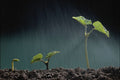 802097 Plant Shot, Still Life A4 Photo Print