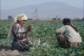 802098 Turkish Peasant Woman Working In Fields A4 Photo Print