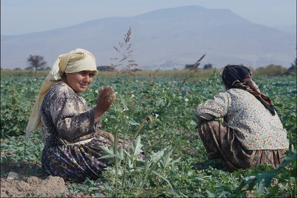 802098 Turkish Peasant Woman Working In Fields A4 Photo Print