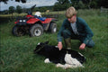 802099 Farmer, Calf And All terrain Vehicle A4 Photo Print