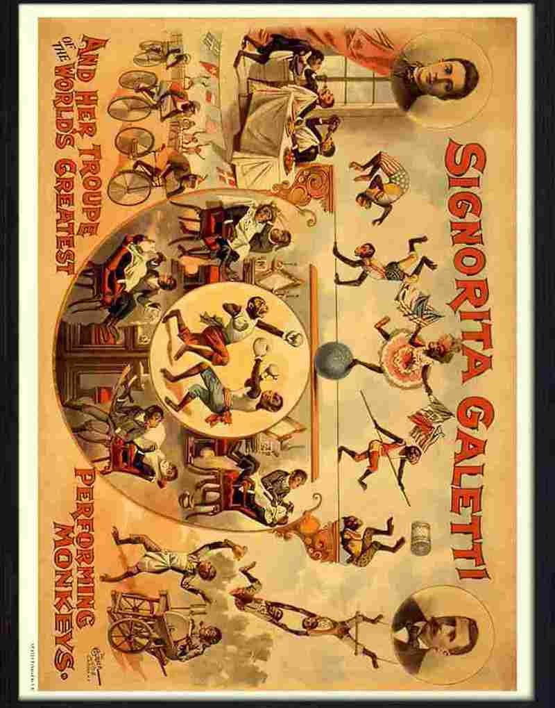 9 signorita galetti performing monkeys Advert A4 Photo Print
