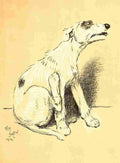 A Dog Day 1902 18 A4 Photo Print