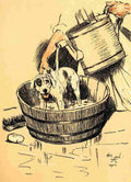 A Dog Day 1902 4 A4 Photo Print