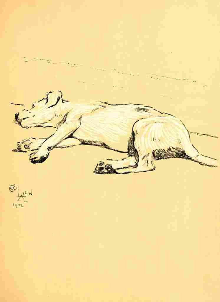 A Dog Day 1902 8 A4 Photo Print