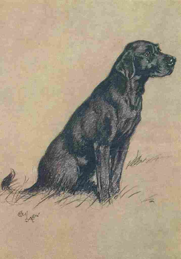 A Dozen Dogs or So 1928 12 A4 Photo Print