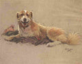 A Dozen Dogs or So 1928 2 A4 Photo Print
