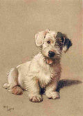 A Dozen Dogs or So 1928 4 A4 Photo Print