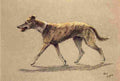 A Dozen Dogs or So 1928 5 A4 Photo Print
