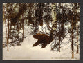 A bear coming out of his den Vintage A4 Photo Print